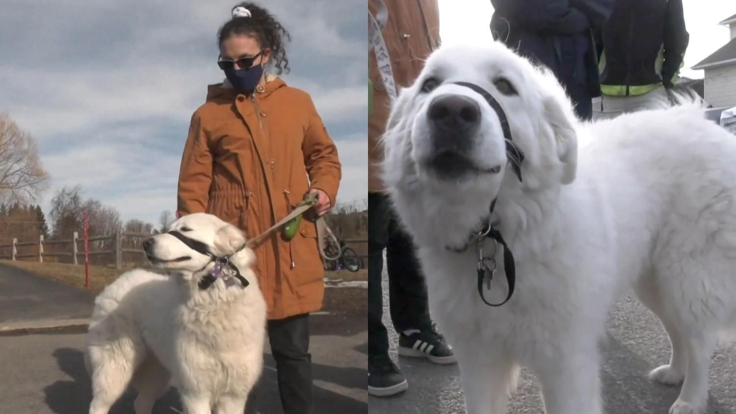 Собака остановила авто, когда ее хозяйка потеряла сознание: впечатляющее видео - Pets Собака остановила авто, когда ее хозяйка потеряла сознание: впечатляющее видео - Pets