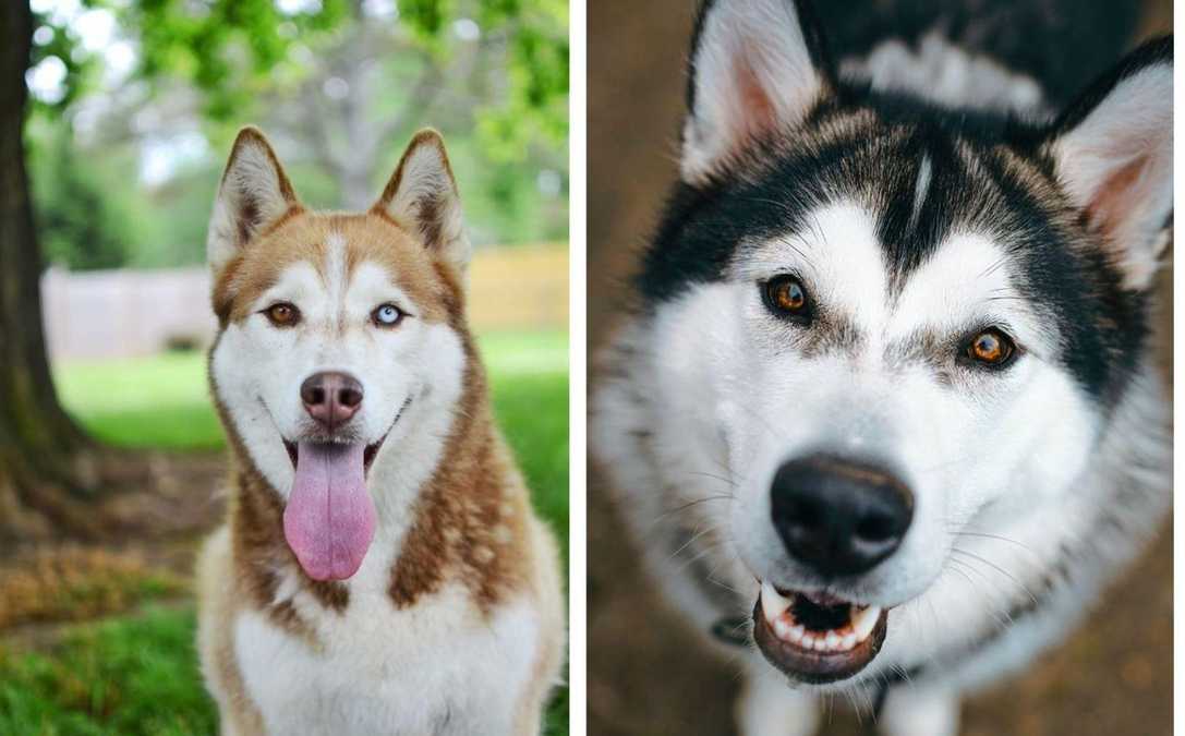 Похожие на волка: в чем разница между хаски и аляскинским маламутом - Pets