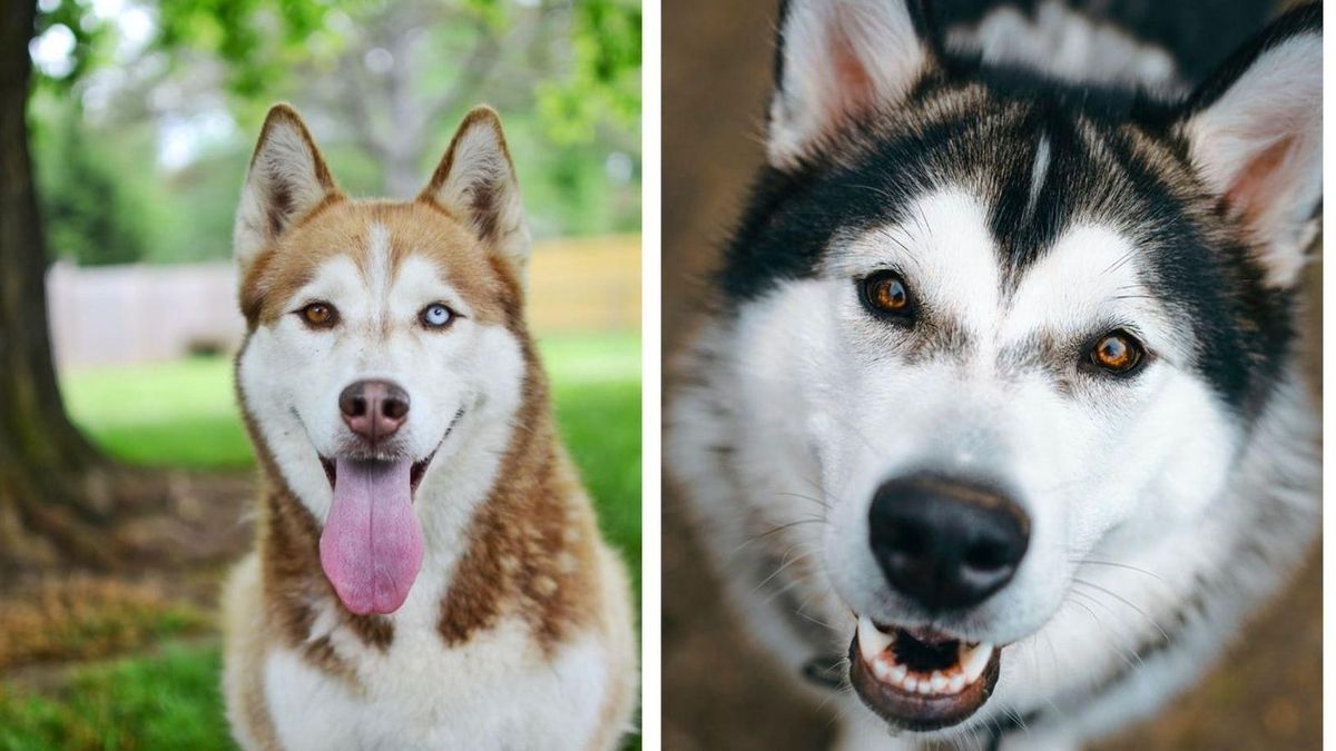 Похожие на волка: в чем разница между хаски и аляскинским маламутом - Pets Похожие на волка: в чем разница между хаски и аляскинским маламутом - Pets