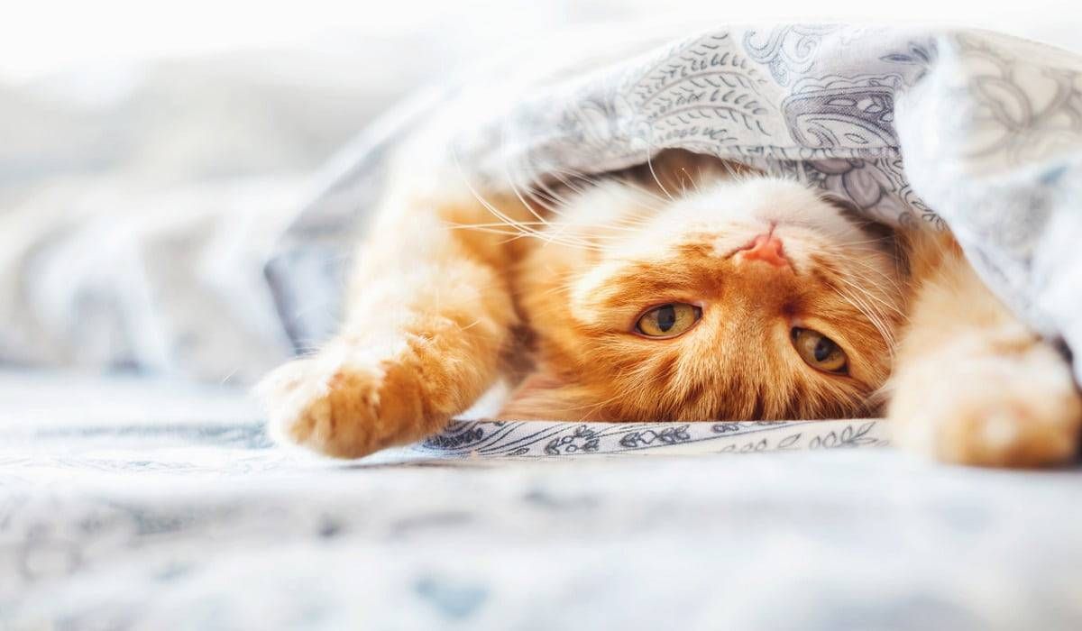 Як зробити свого кота щасливішим: 11 неочікуваних методів - Pets