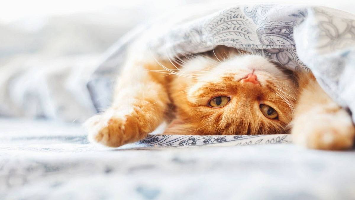 Как сделать своего кота более счастливым: 11 неожиданных методов - Pets Как сделать своего кота более счастливым: 11 неожиданных методов - Pets
