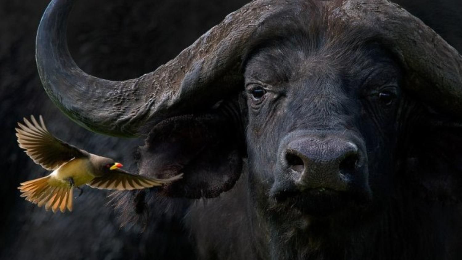 "Сильная история" и "проницательный взгляд": какие фото птиц победили во влиятельном конкурсе - Pets "Сильная история" и "проницательный взгляд": какие фото птиц победили во влиятельном конкурсе - Pets