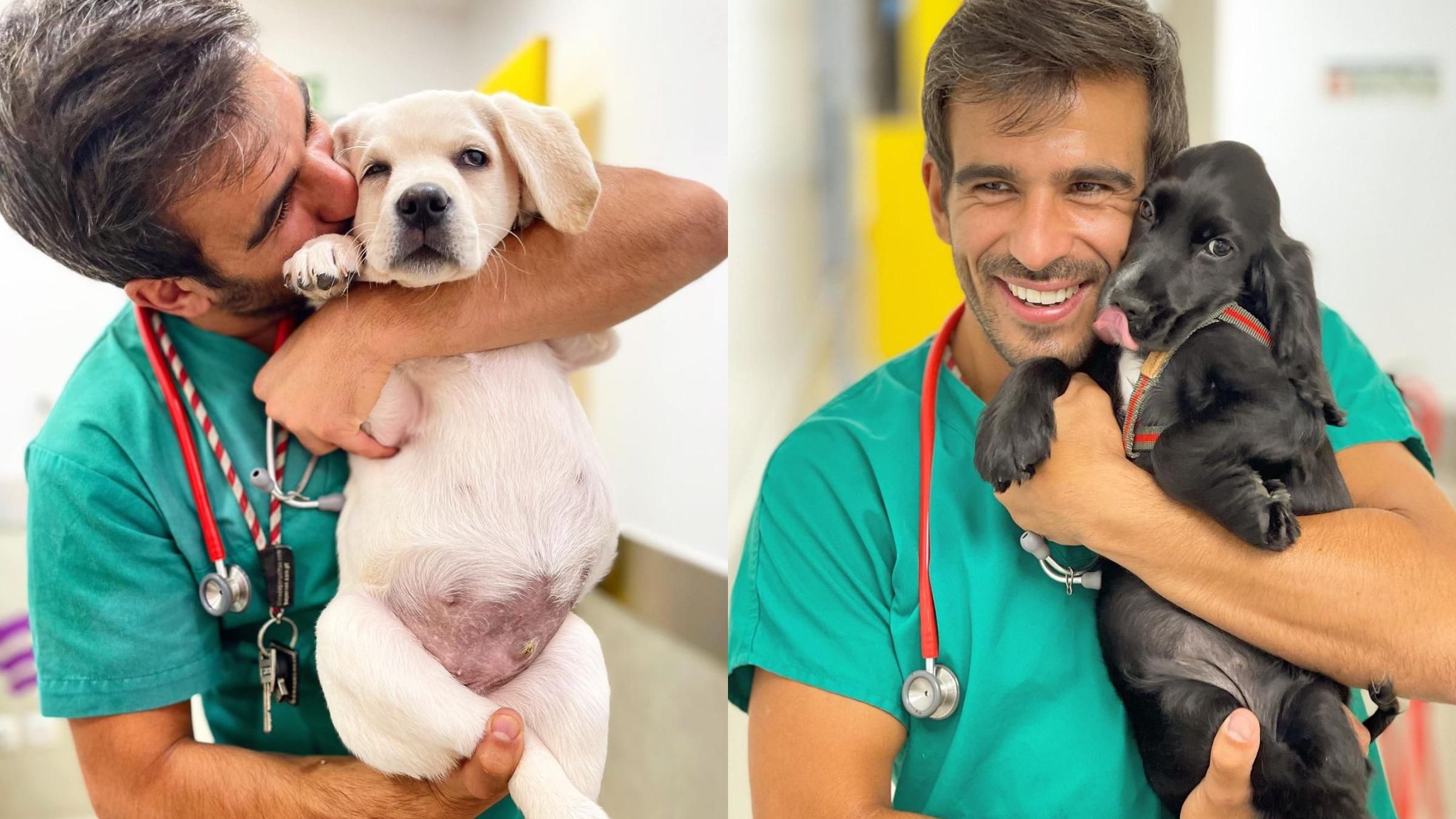 Хитрий спосіб безболісно робити собакам щеплення: що вигадав ветеринар – відео - Pets
