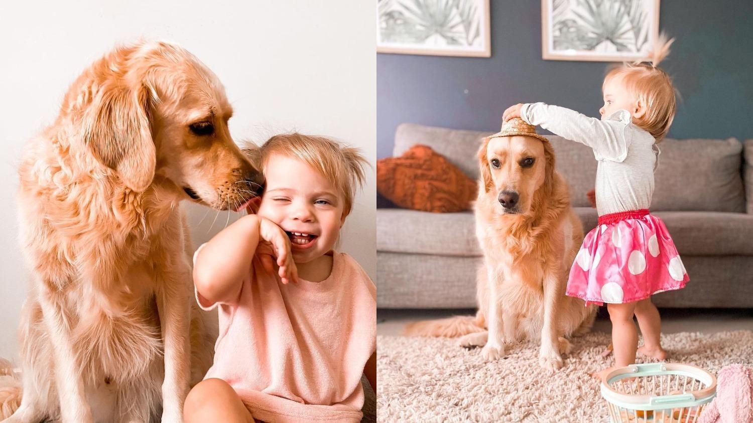 "Лучший старший брат": как огромный пес заботится о маленькой девочке - Pets