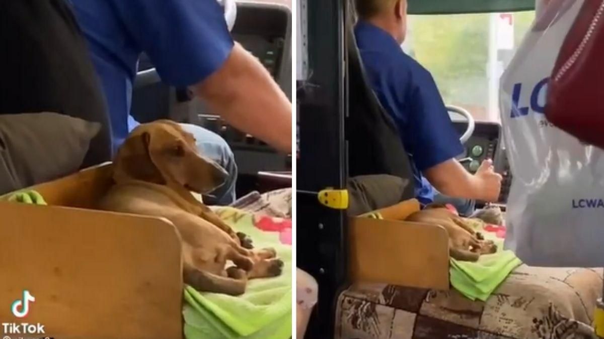 Під Києвом собака працював разом із водієм маршрутки: миле відео - Pets Під Києвом собака працював разом із водієм маршрутки: миле відео - Pets