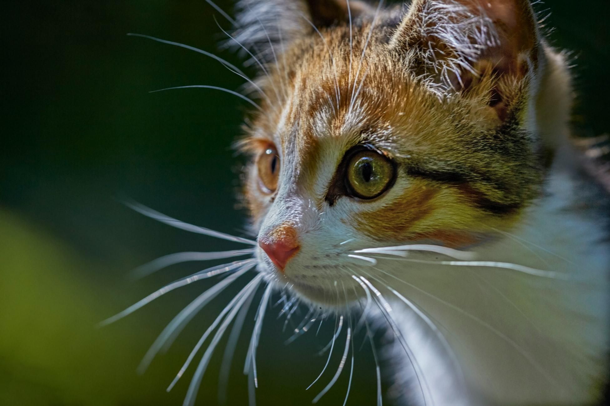 Собаки чи переїзд у новий дім: чого найбільше бояться коти - Pets Собаки чи переїзд у новий дім: чого найбільше бояться коти - Pets