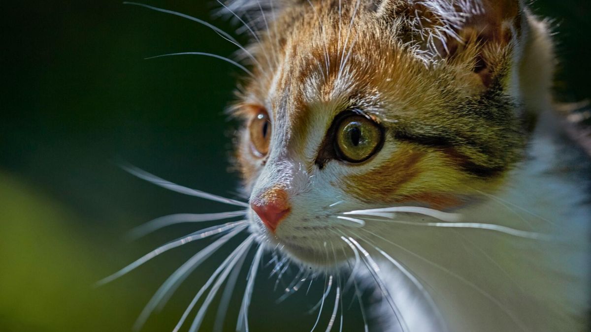 Собаки или переезд в новый дом: чего больше всего боятся коты - Pets Собаки или переезд в новый дом: чего больше всего боятся коты - Pets