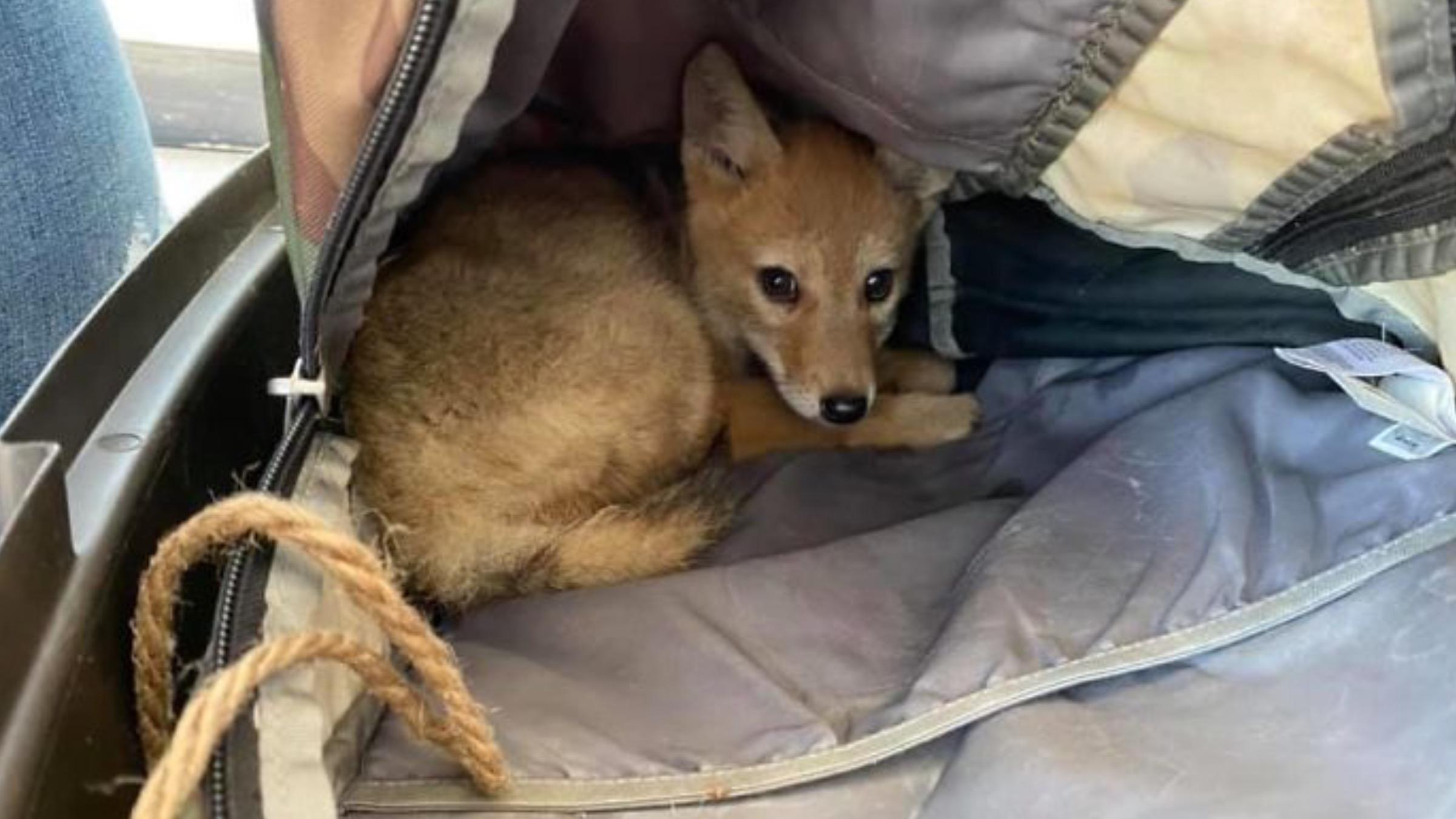 З койотом на човні: як чоловік врятував цуценя від утоплення та