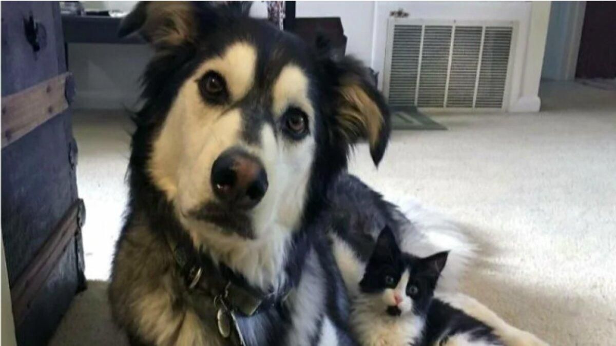 Как близнецы: курьезная подборка фото животных, похожи друг на друга - Pets Как близнецы: курьезная подборка фото животных, похожи друг на друга - Pets