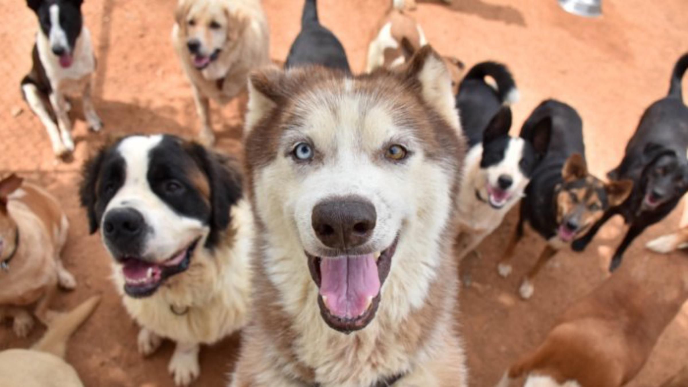Стали коротшими лапи й збільшилася щелепа: як відомі породи собак змінилися за останні 100 років - Pets Стали коротшими лапи й збільшилася щелепа: як відомі породи собак змінилися за останні 100 років - Pets