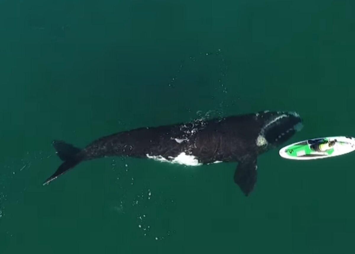Огромный кит подплыл к туристке на лодочке и коснулся плавником: впечатляющее видео - Pets