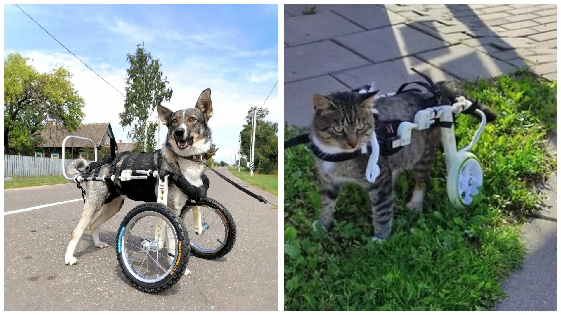 Второй шанс на жизнь: украинская компания делает инвалидные коляски для травмированных животных