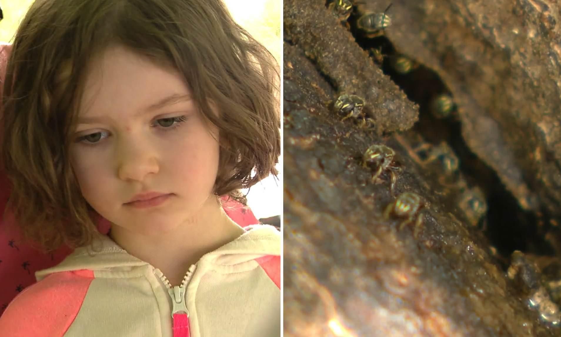 У США 4-річна дівчинка знайшла "зниклий" вид бджіл: чим особливі комахи - Pets