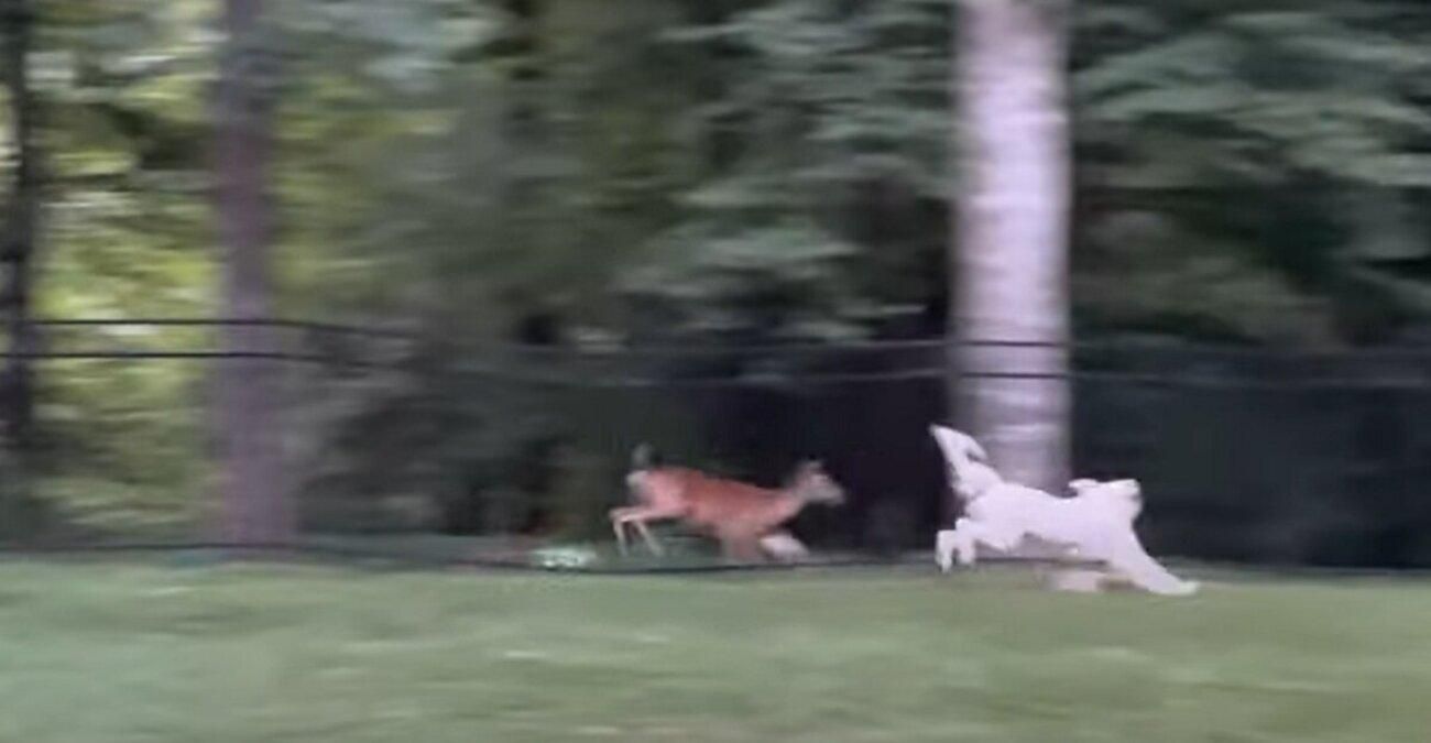 Дружба щенка и оленя поразила американцев: трогательное видео дня - Pets