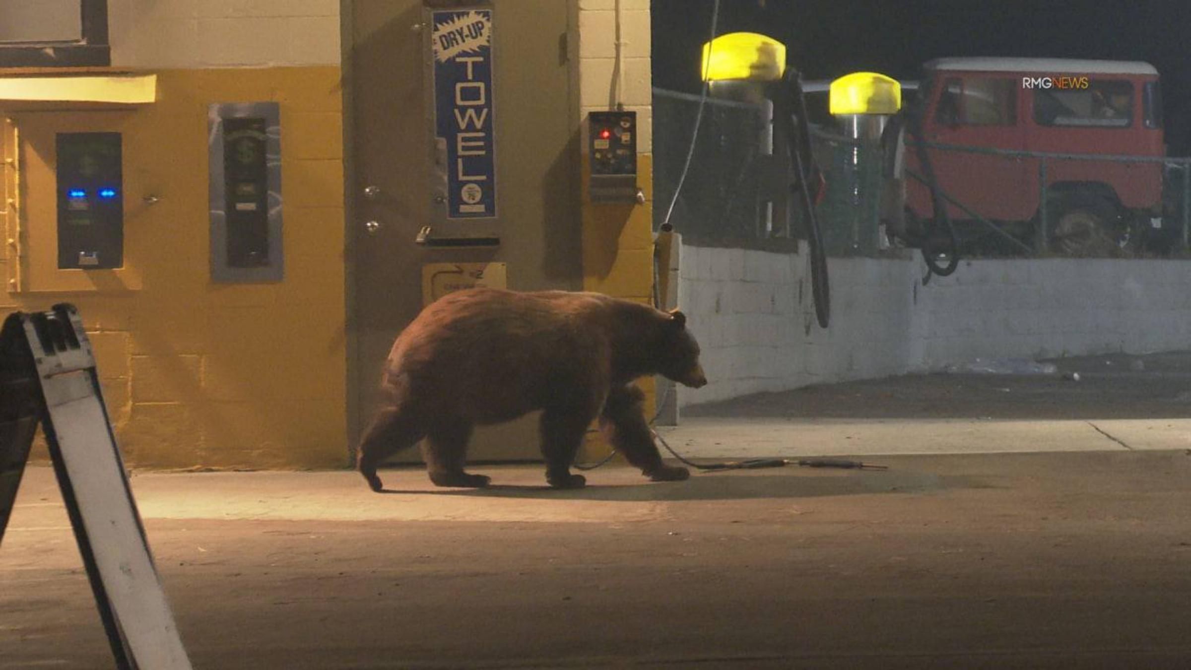 У Каліфорнії безлюдними вулицями почали ходити ведмеді: відео - Pets