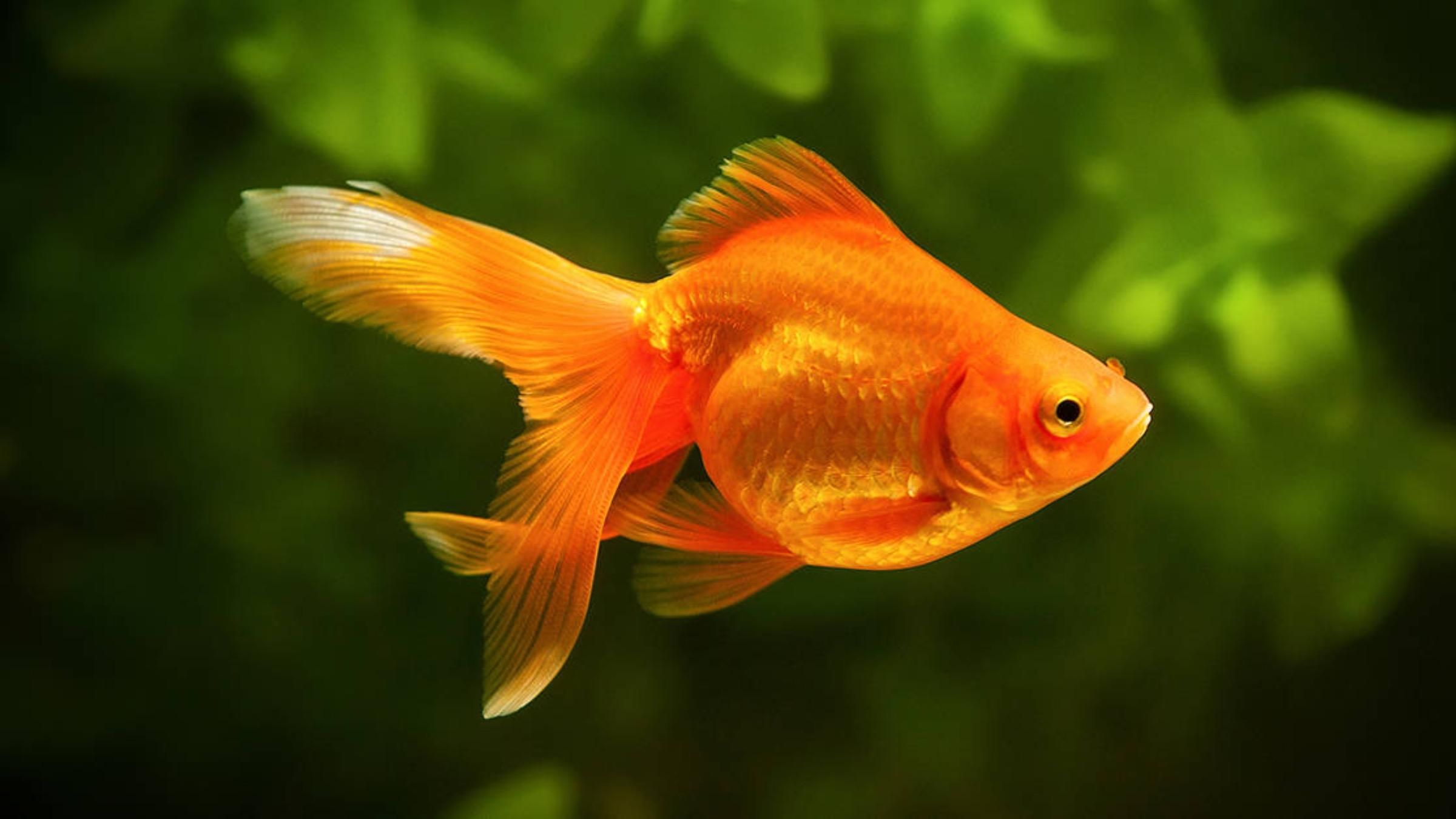 Рік, тиждень чи 3 секунди: яка насправді пам'ять у золотої рибки - Pets