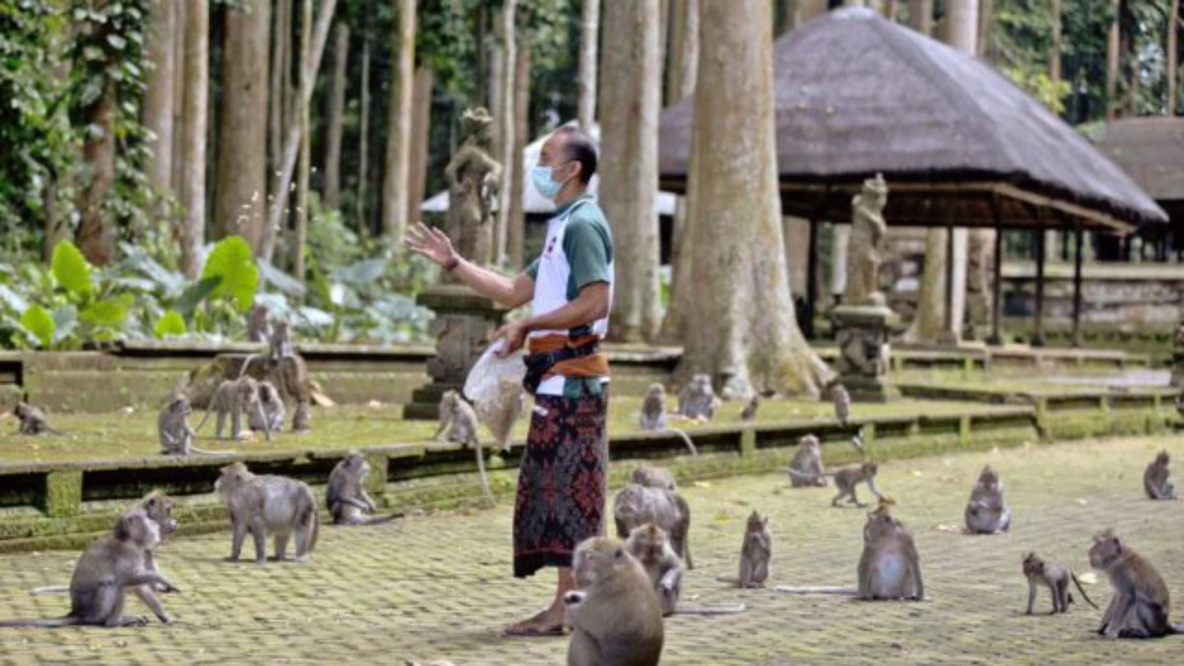 На Балі голодні мавпи нападають на села: що спровокувало таку поведінку тварин - Pets