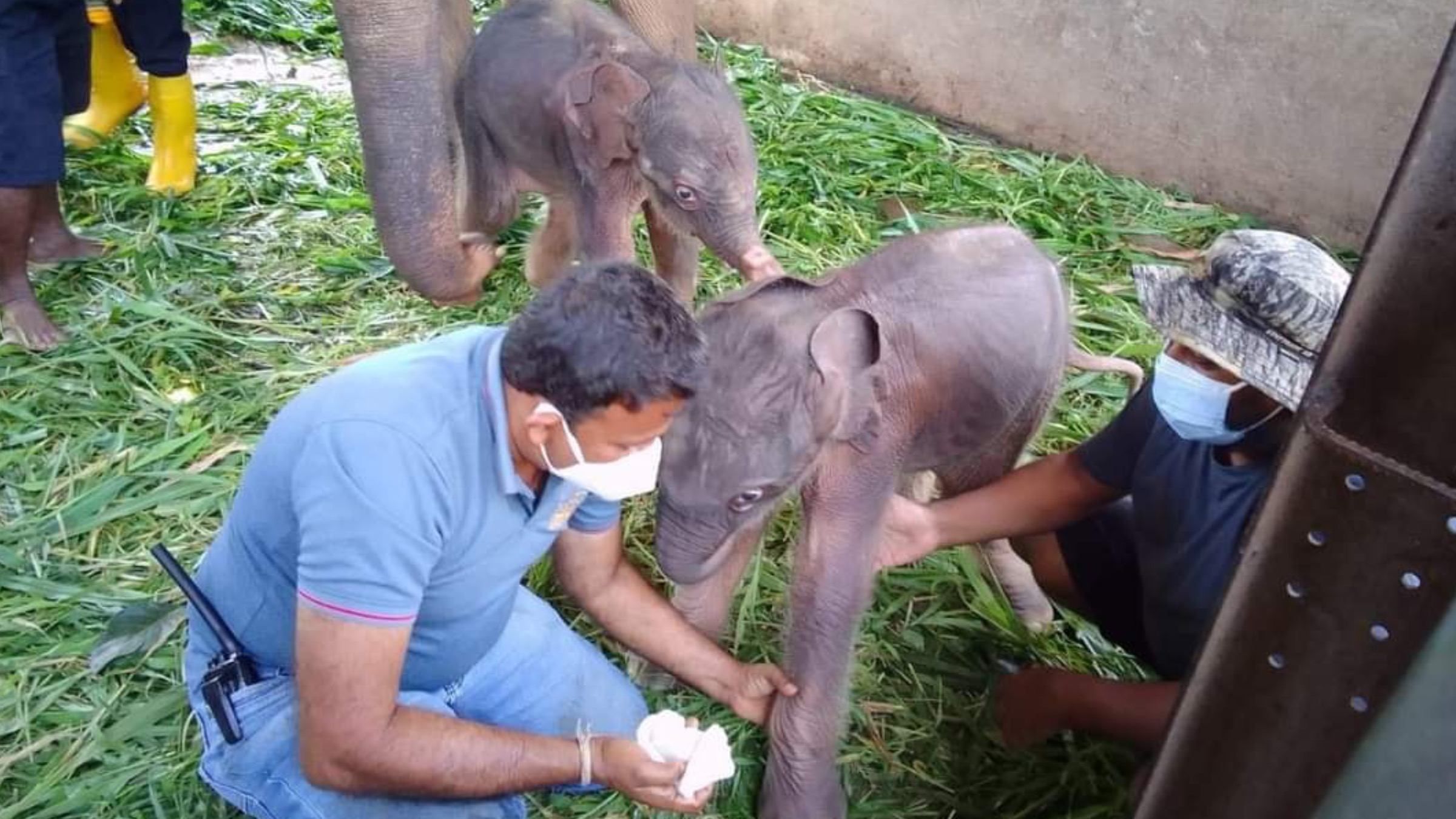 На Шри-Ланке впервые за 80 лет родились слонята-близнецы: видео малышей - Pets