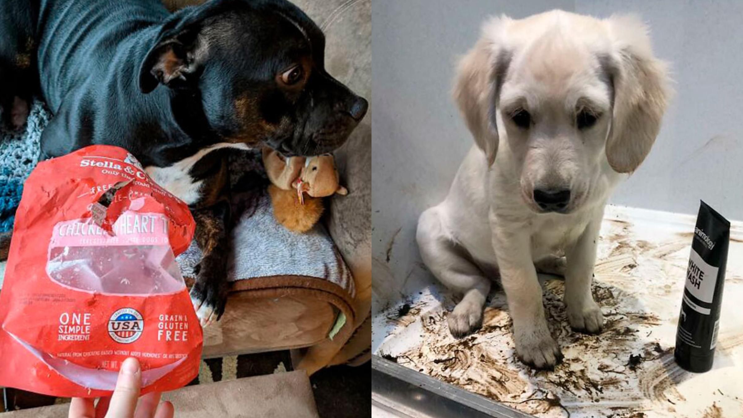 Вкрав святковий торт і знищив червону помаду: кумедні фото собак, що провинилися - Pets Вкрав святковий торт і знищив червону помаду: кумедні фото собак, що провинилися - Pets