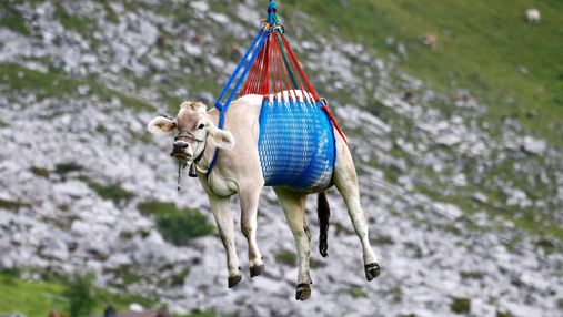 В Альпах коров с гор спускают на вертолете: впечатляющие фото и видео