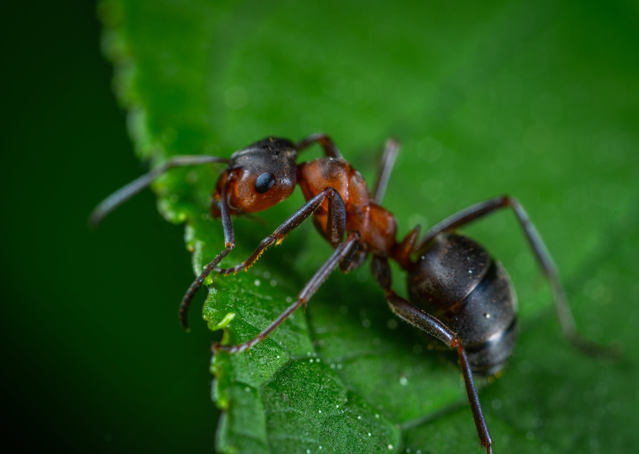 Ученые выяснили, почему зубы муравьев острые, как скальпель