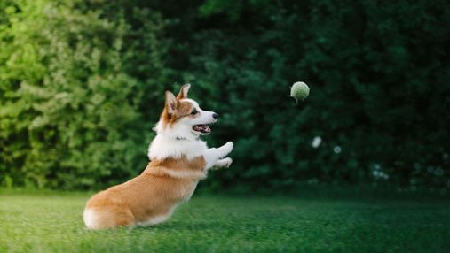 Какие породы собак считаются самыми игривыми: результаты исследования