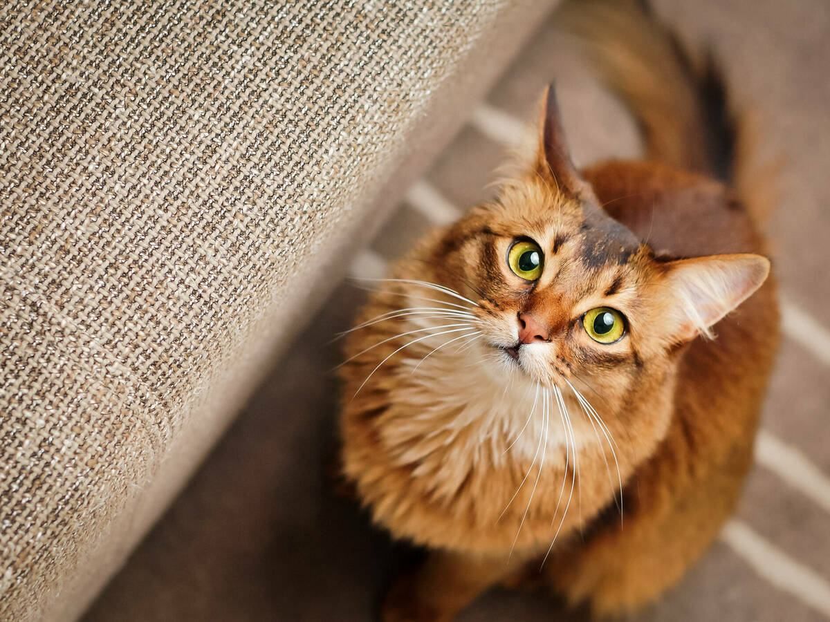 "Чому кіт дивиться на мене": як зрозуміти домашнього улюбленця за мовою тіла - Pets