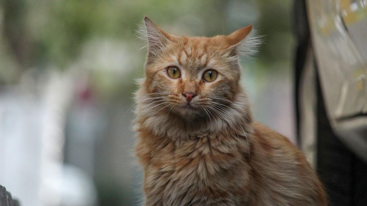 Ученые рассказали, почему полезно держать дома кота - Pets Ученые рассказали, почему полезно держать дома кота - Pets