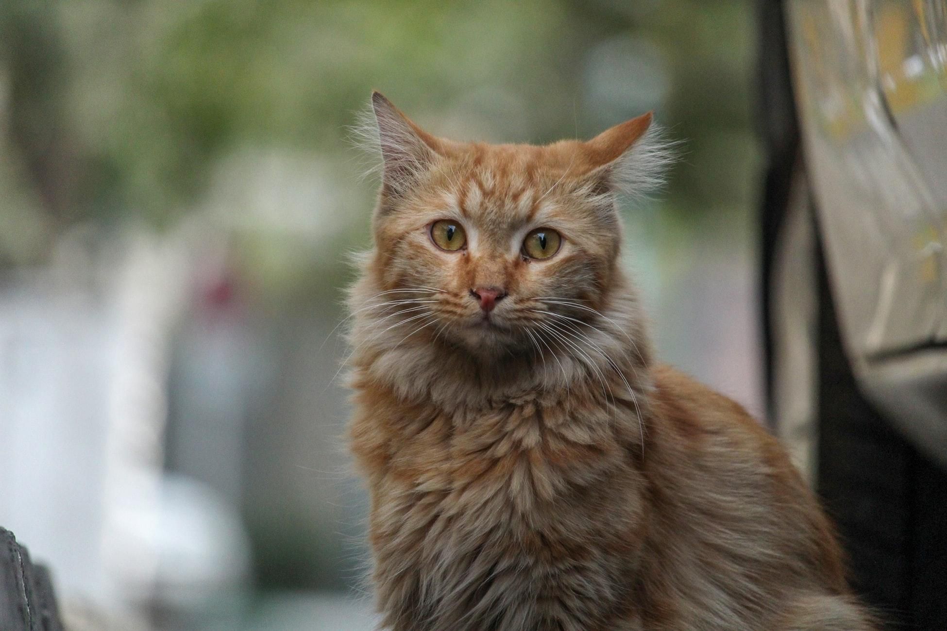 Ученые рассказали, почему полезно держать дома кота - Pets Ученые рассказали, почему полезно держать дома кота - Pets