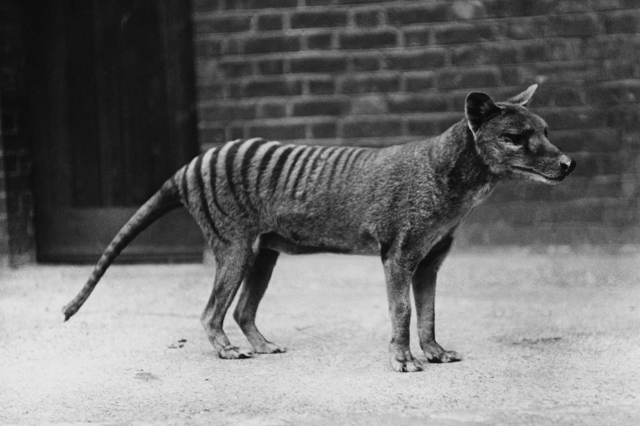 Вимер понад 85 років тому: тасманійського тигра "оживили" у кольорових кадрах - Pets