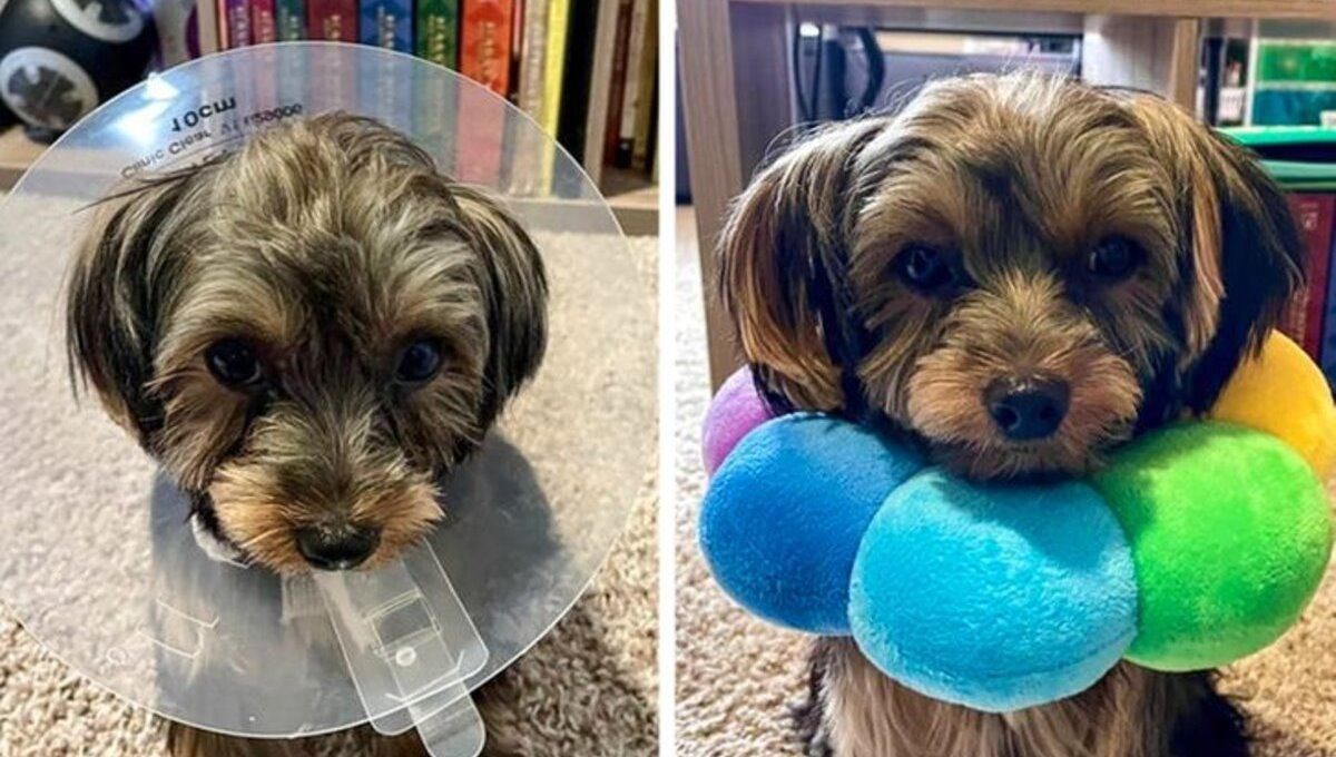 Власники "приборкали" своїх тварин кумедними способами: курйозні фото - Pets Власники "приборкали" своїх тварин кумедними способами: курйозні фото - Pets