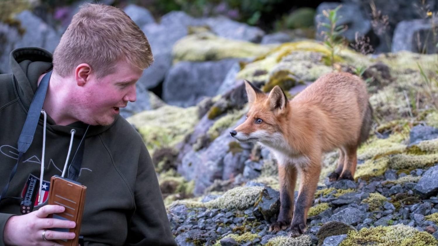 Лисеня влаштувало милу "атаку" на фотографа: курйозне відео - Pets Лисеня влаштувало милу "атаку" на фотографа: курйозне відео - Pets