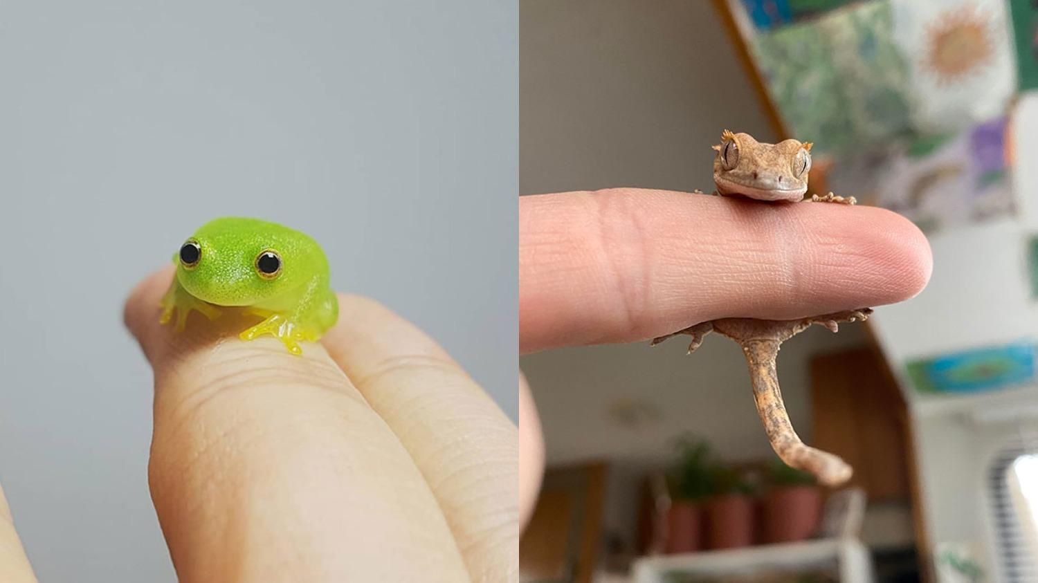 Можуть поміститися на пальці: зворушливі фото крихітних тварин - Pets