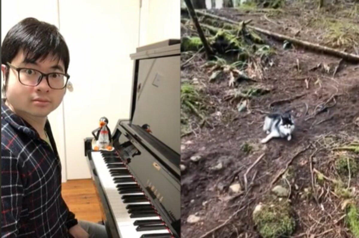 Дуэты с хаски, птицами и бобром: пианист записывает впечатляющие видео с животными - Pets