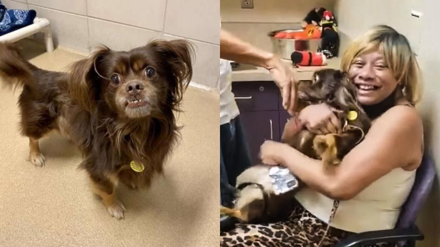 Собаку зі "злою посмішкою" ніхто не хотів забирати з притулку: хто врятував тварину - Pets Собаку зі "злою посмішкою" ніхто не хотів забирати з притулку: хто врятував тварину - Pets