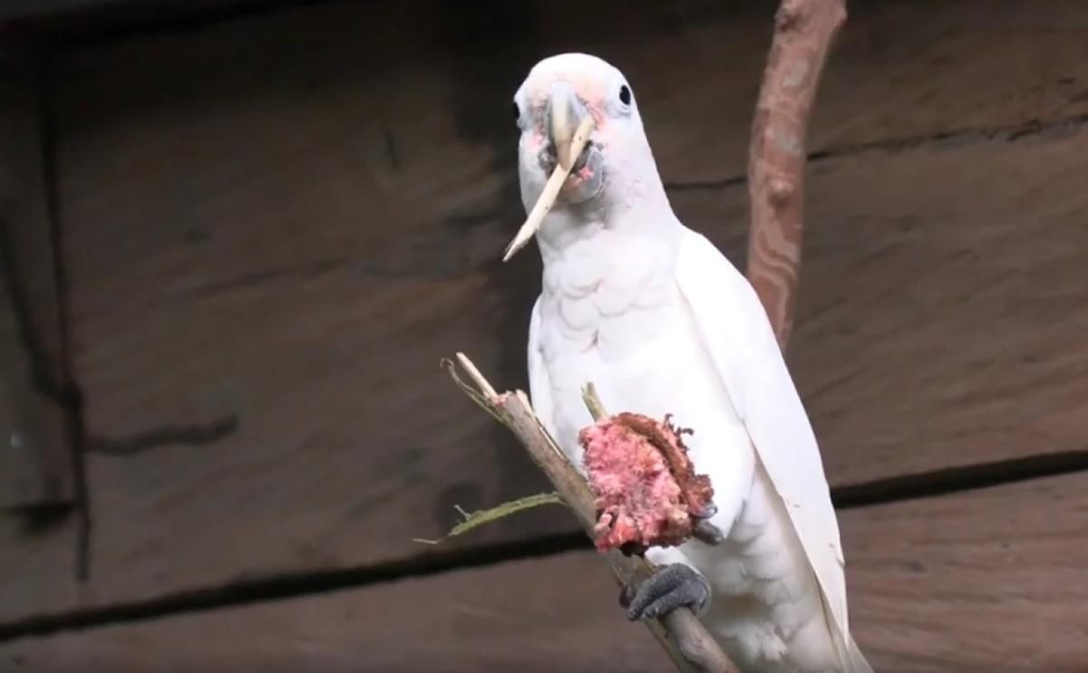 Попугаи какаду могут изготавливать инструменты, чтобы выесть серединку фруктовых косточек