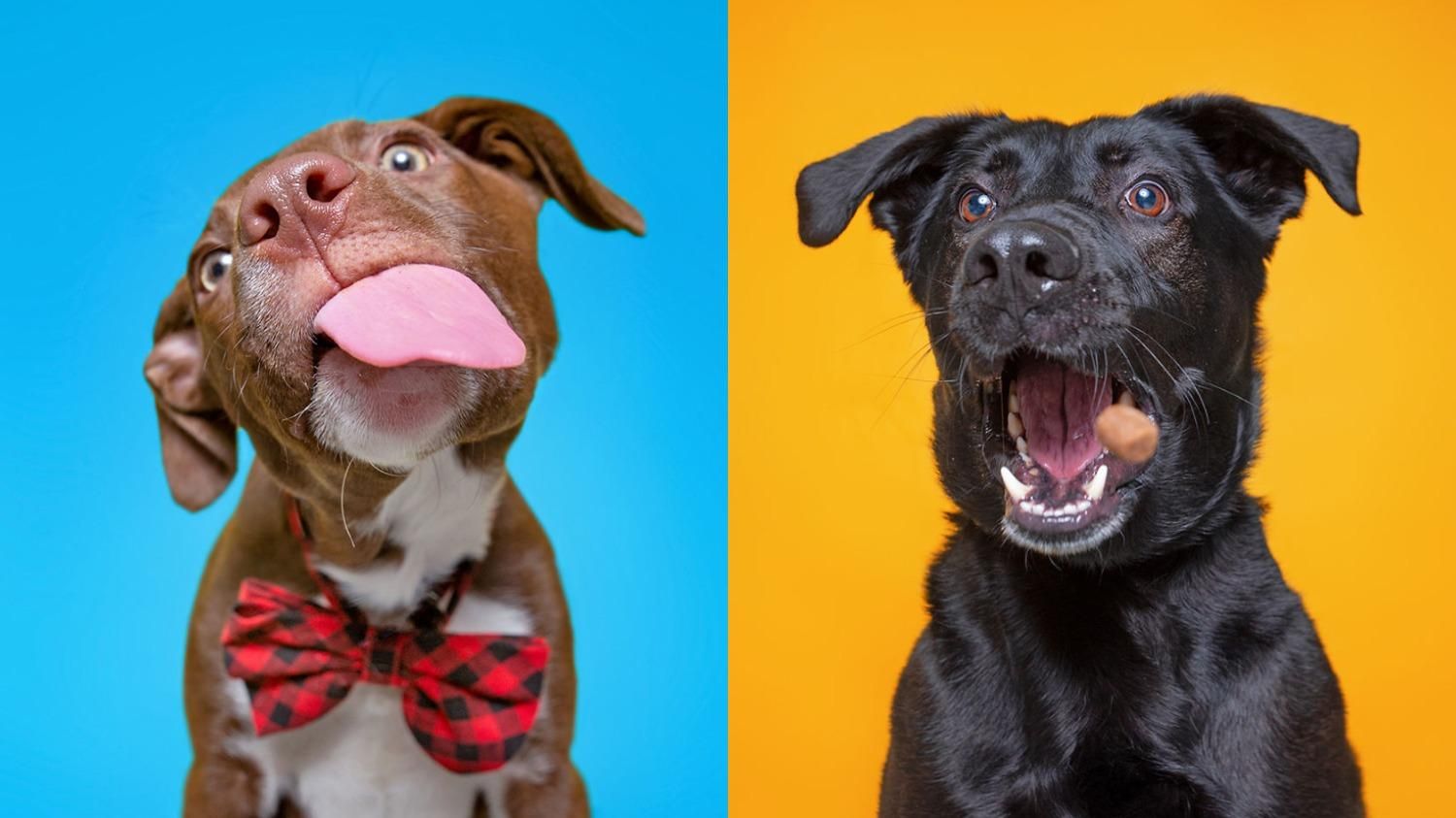 Як фотограф допомагає собакам знайти сім'ю: вражаючі професійні світлини - Pets