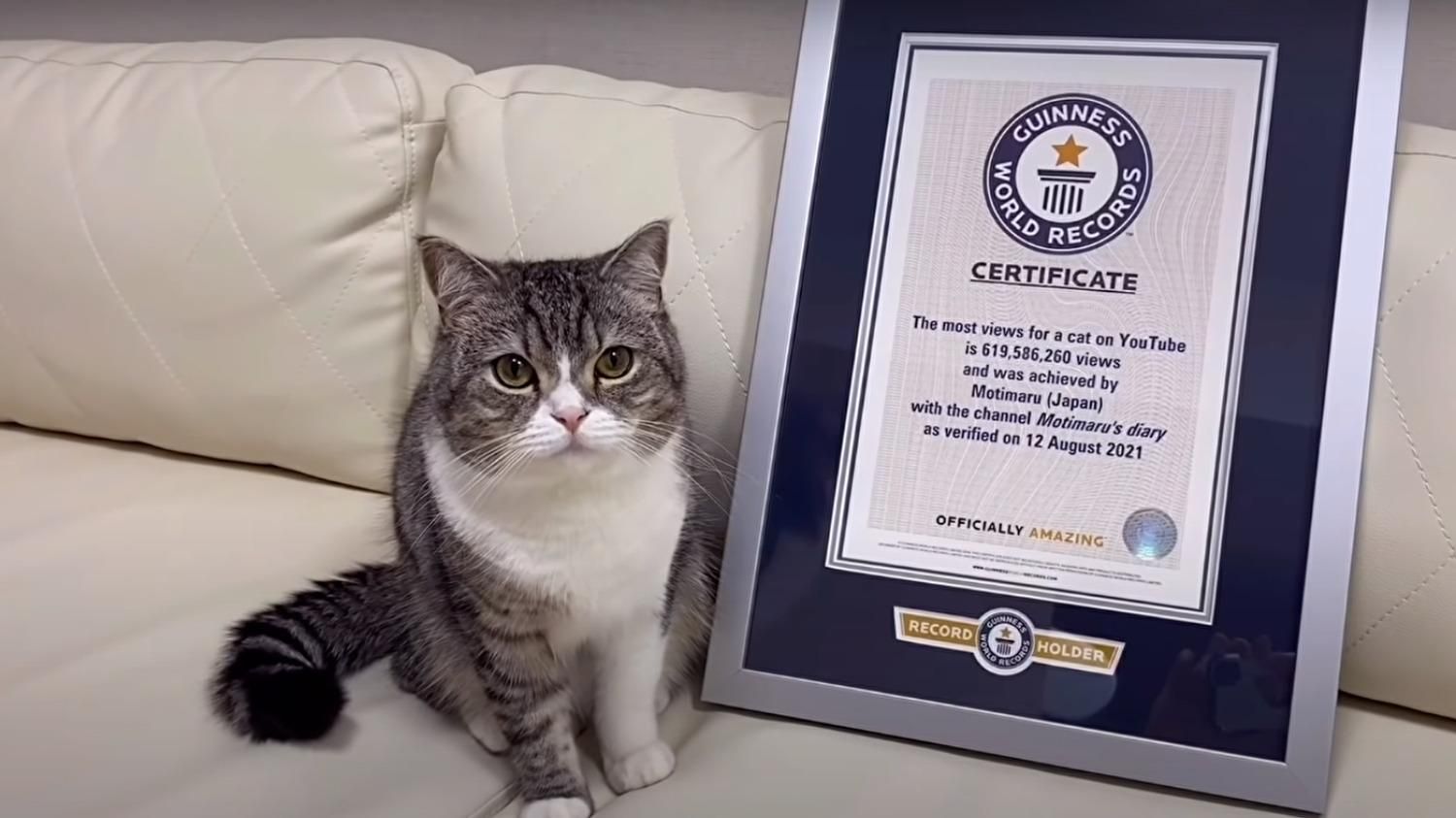 Кот попал в Книгу рекордов Гиннеса: какое необычное достижение животного - Pets Кот попал в Книгу рекордов Гиннеса: какое необычное достижение животного - Pets