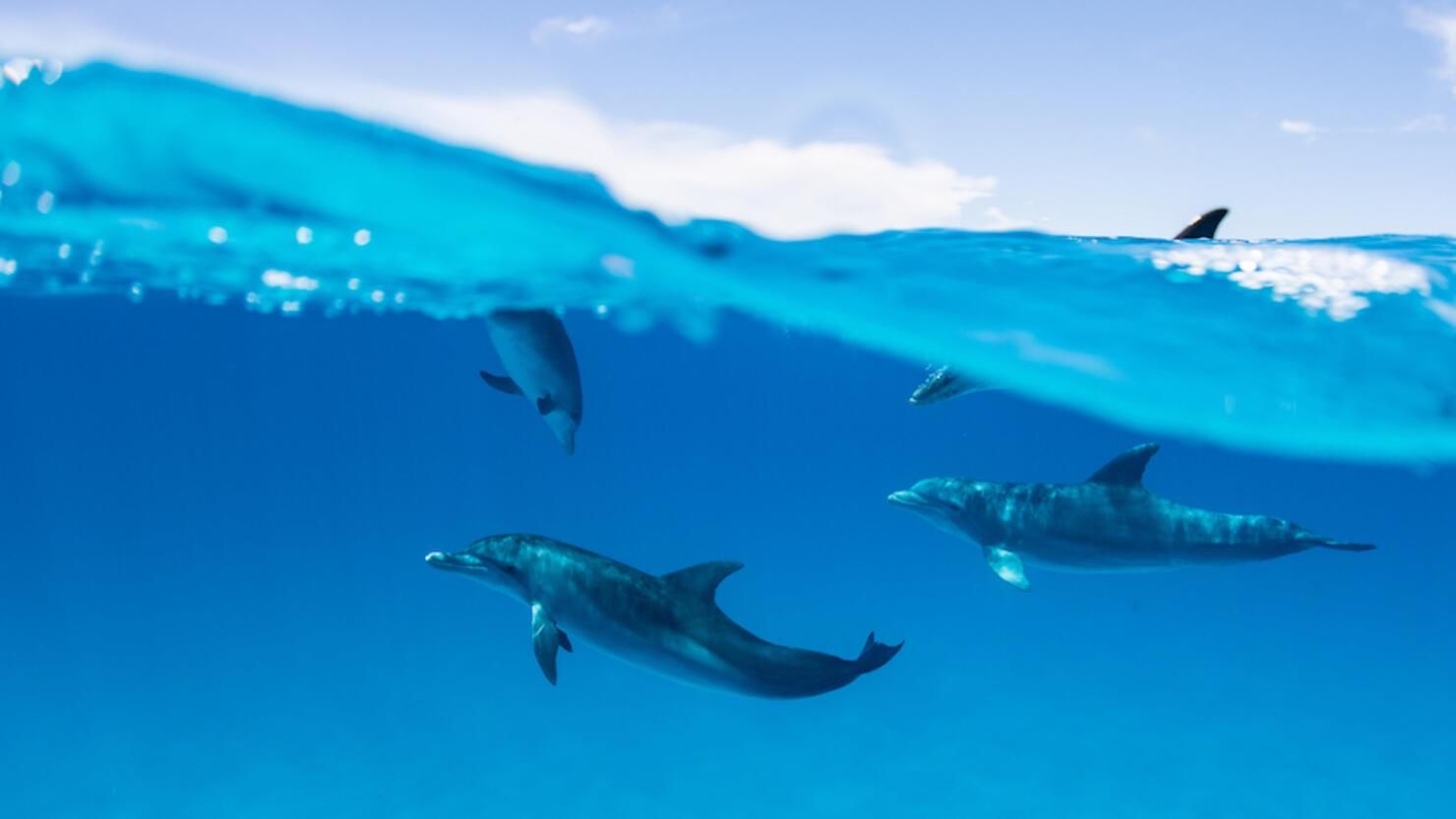 У холодній воді понад 12 годин: як дельфіни допомогли рятувальникам знайти в затоці хлопця - Pets