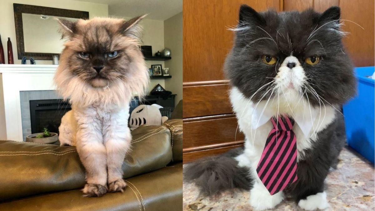 Майже як Grumpy Cat: 10 котиків з дуже сумними мордами – курйозні фото - Pets Майже як Grumpy Cat: 10 котиків з дуже сумними мордами – курйозні фото - Pets