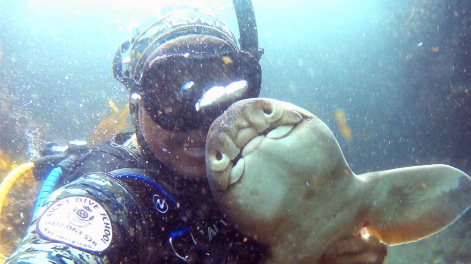 Аквалангіст 11 років дружить з акулою: неочікувана історія їх знайомства - Pets