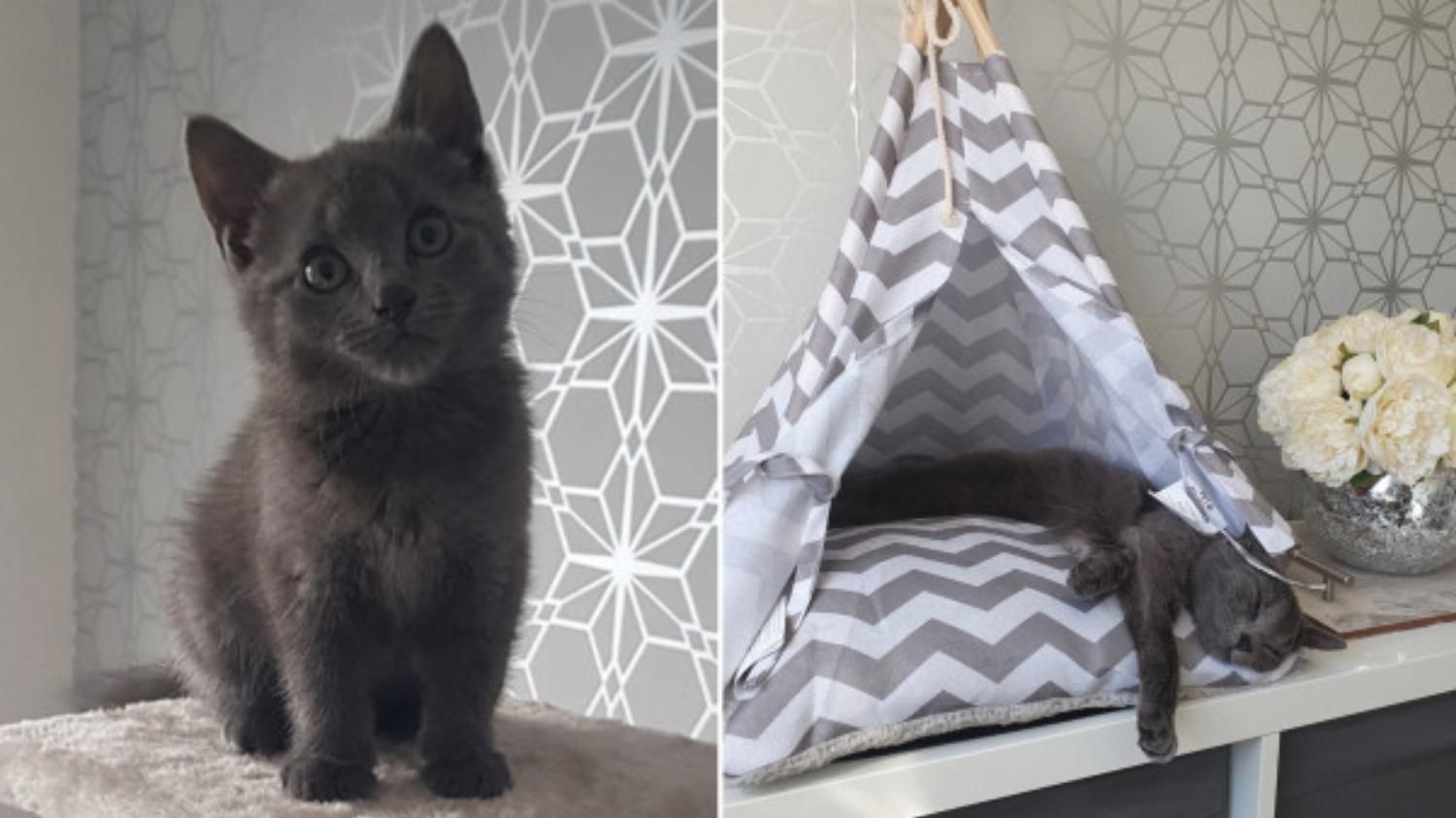 З’їла букет, який подарували нареченій: як кішка ледь не зіпсувала весілля - Pets З’їла букет, який подарували нареченій: як кішка ледь не зіпсувала весілля - Pets