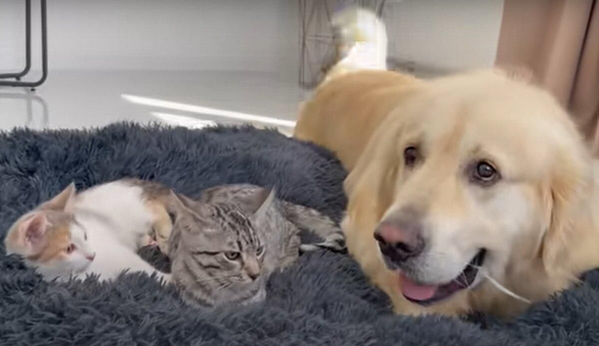 Делал все возможное: несчастный пес не мог выгнать кошек со своей кровати – смешное видео - Pets