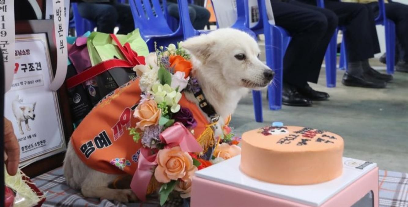 Врятував власницю, коли та заблукала: у Південній Кореї пес отримав нагороду рятувальника - Pets
