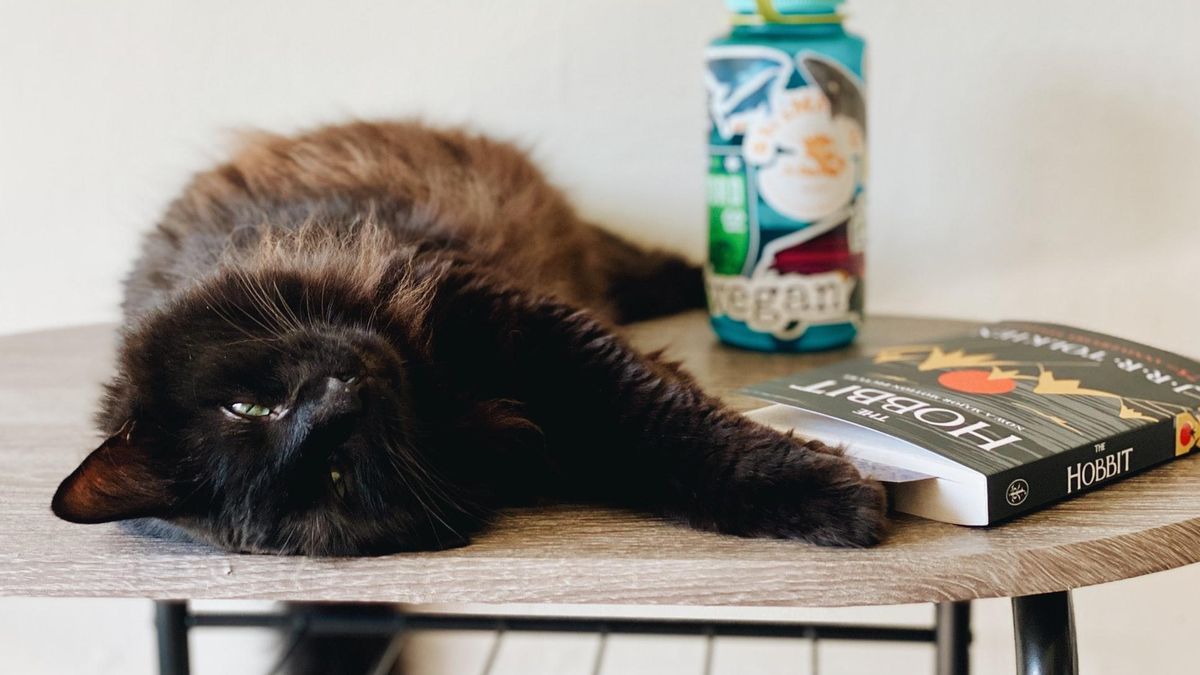 Почему кошки так любят сбрасывать вещи из стола: 3 неожиданные причины - Pets