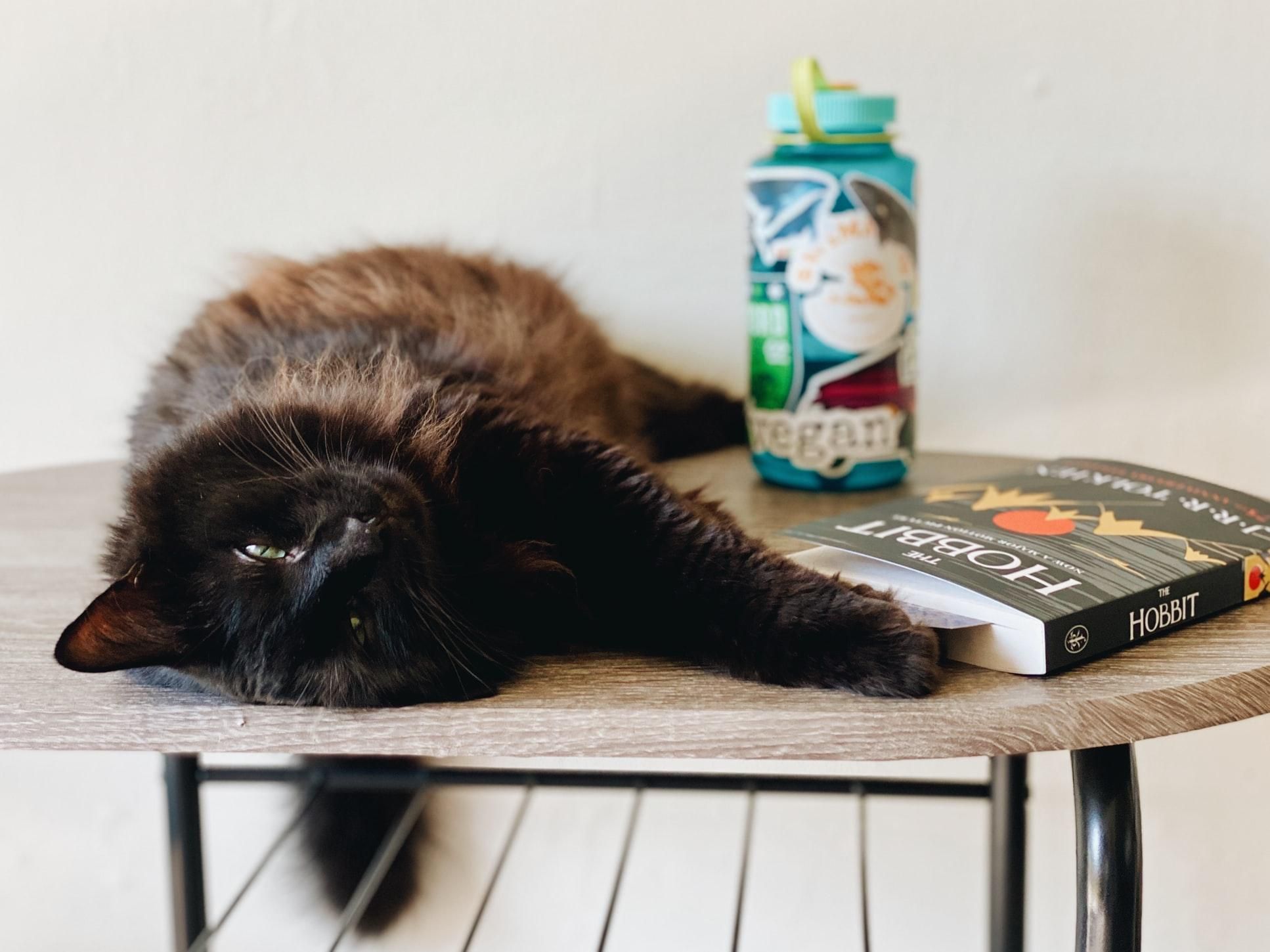 Почему кошки так любят сбрасывать вещи из стола: 3 неожиданные причины - Pets