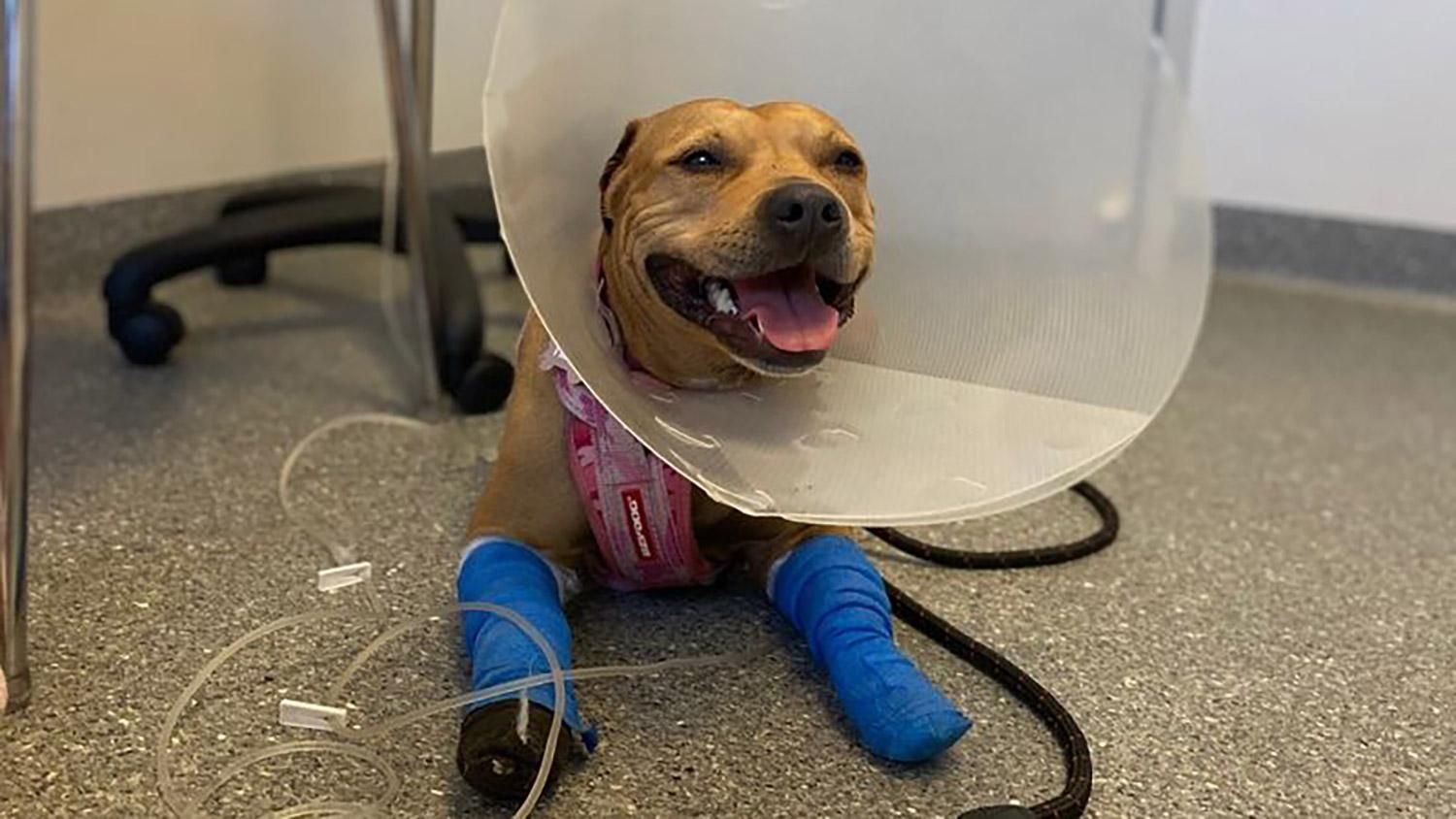 Собака-героиня спасла своего брата от укуса змеи: подробности инцидента - Pets Собака-героиня спасла своего брата от укуса змеи: подробности инцидента - Pets