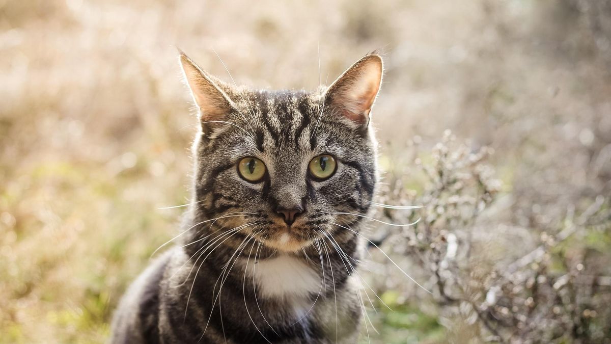 Як у кішок з'явилися смуги: цікаве пояснення вчених - Pets