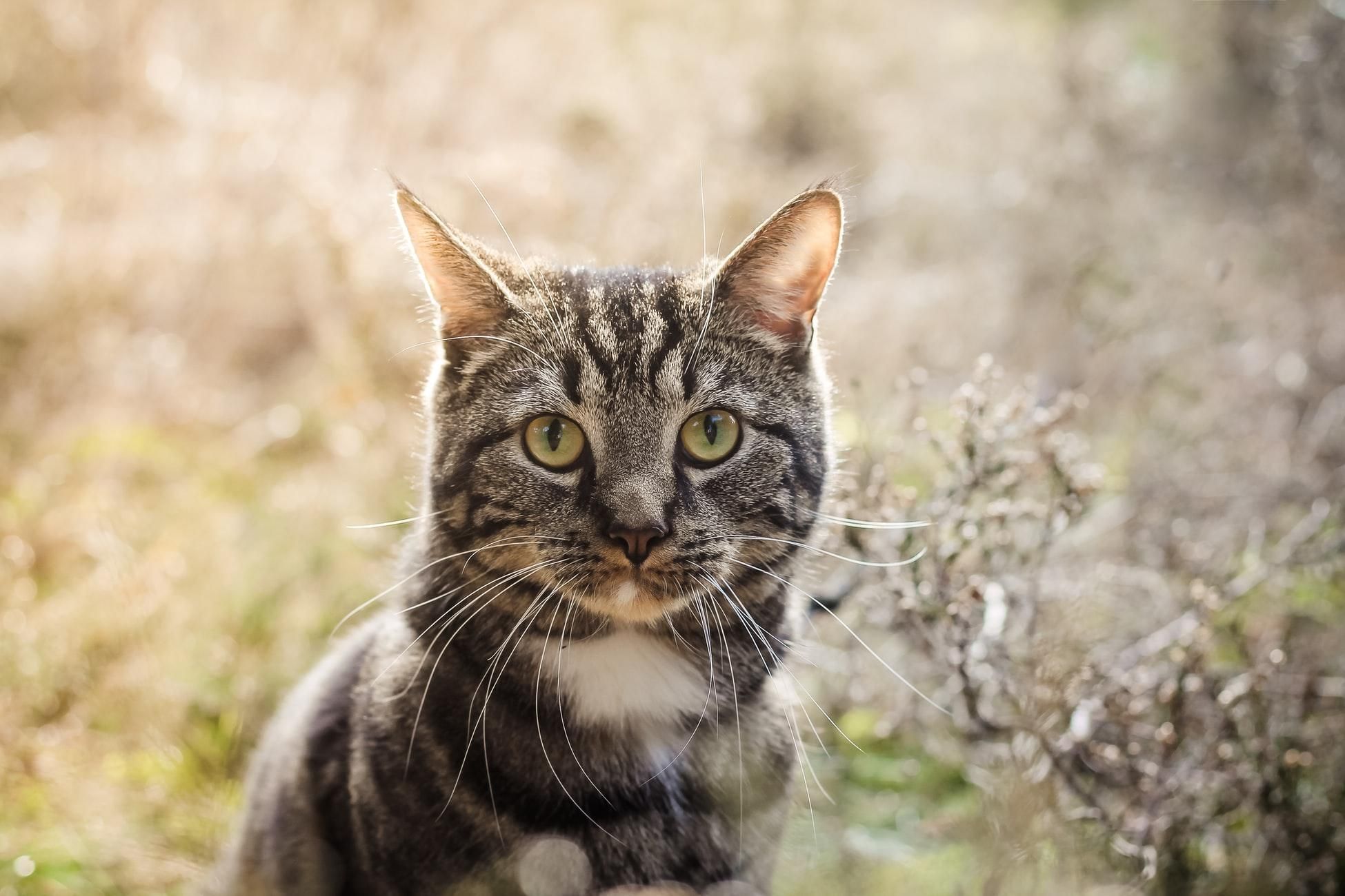 Как у кошек появились полоски: интересное объяснение ученых - Pets