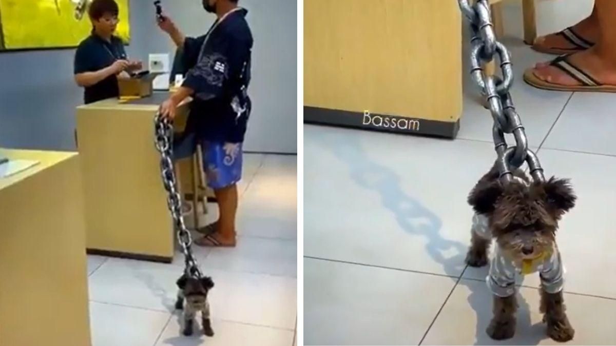 Йоркширский терьер гулял на огромной цепи: курьезное видео, которое покоряет сеть - Pets Йоркширский терьер гулял на огромной цепи: курьезное видео, которое покоряет сеть - Pets